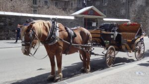 cart-transport-vehicle-horse-carriage-montreal-coachman-pack-animal-land-vehicle-horse-like-mammal-horse-harness-horse-and-buggy-1278955